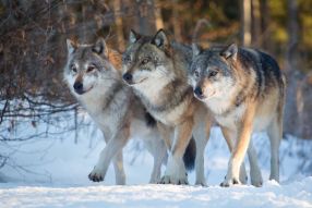 Фотообои Волки