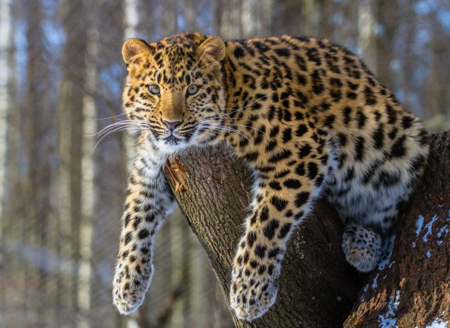 Фреска отдыхающий леопард