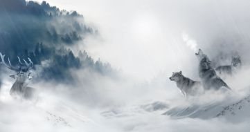 Фотообои Волки в горах