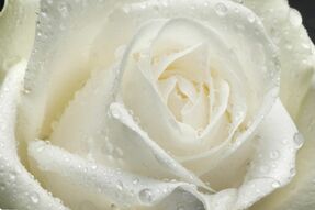 Фреска Большая белая роза с росой