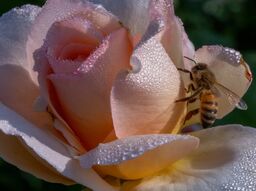 Фотообои Пчела среди лепестков нежной розы