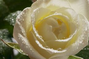 Фреска Белая роза в лучах солнца